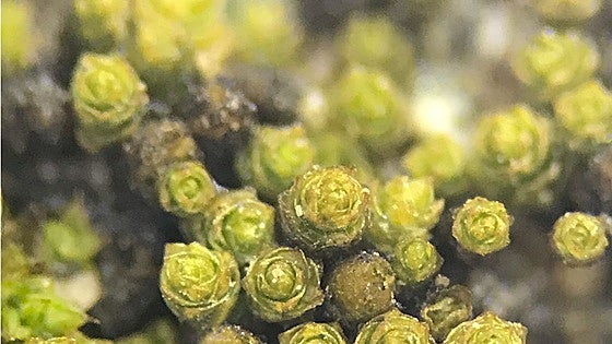 Los botánicos españoles bautizan 80 nuevas especies en todo el mundo