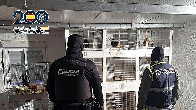 De una red de secuestros y torturas a las peleas clandestinas de gallos: el historial del 'gallero' de Alicante