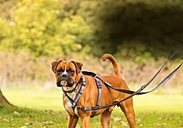 Estas correas antitirones para perros son perfectas adiaestramientos y paseos sin sobresaltos