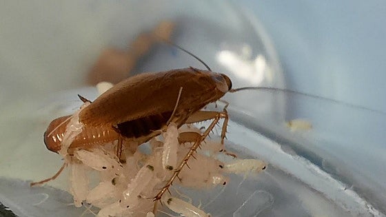 Científicos españoles crean cucarachas fluorescentes que podrían controlar plagas