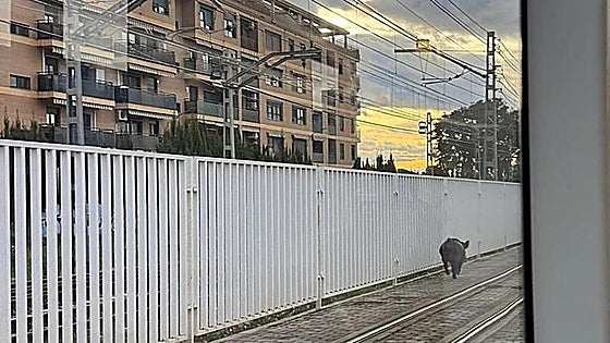 Un jabalí se cuela en un túnel del metro de Valencia y mantiene en jaque a la Policía