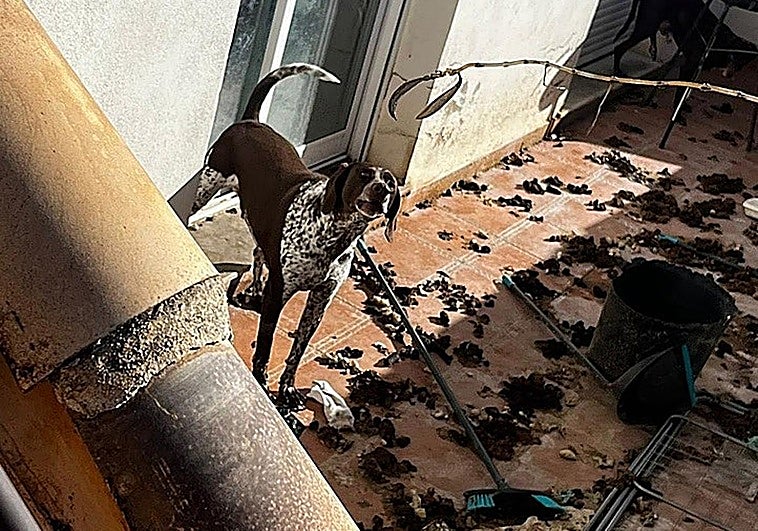Tres perros viven un infierno en Valencia tras pasar cuatro años encerrados en casa entre excrementos