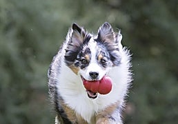 ¿Buscas un juguete indestructible para tu perro? Este mordedor para perros pequeños lo resiste todo