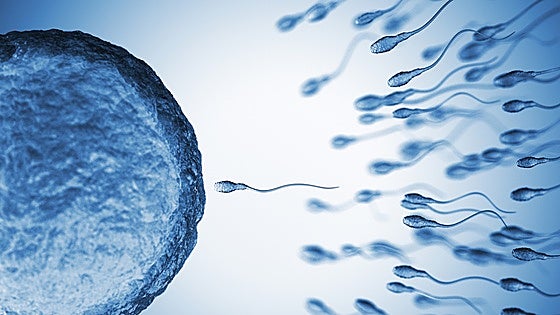 La exposición a químicos de uso diario daña la fertilidad masculina