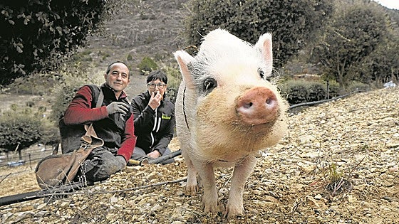 Bulla, la cerda que busca trufas a destajo