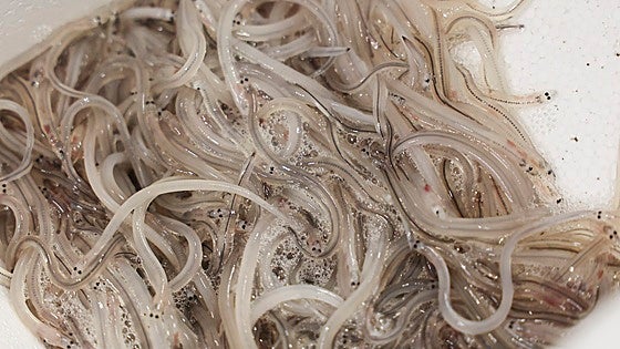 Transición Ecológica pincha en su intento de declarar las anguilas y angulas especie en peligro de extinción