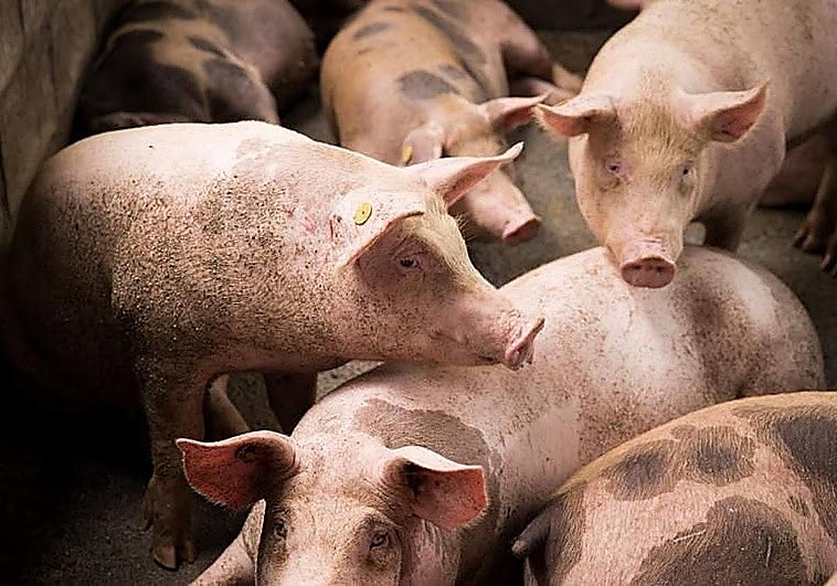 Detectado un caso humano de gripe porcina en Lleida