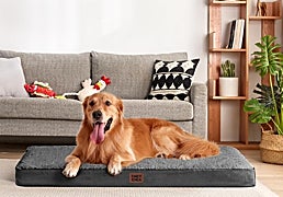 Estas camas viscoelásticas para perros cuidarán su descanso y aliviarán su presión articular