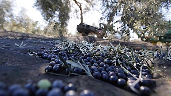 La amenaza comercial de Trump a España golpea al aceite, el vino y los coches