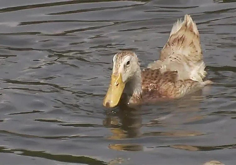 Iba a preparar la cena cuando vio algo brillar en el estómago del pato: «Había 10 gramos de oro»