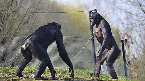 Fin a la idea de los simios pacíficos frente a los violentos: los chimpancés y los bonobos son igual de agresivos