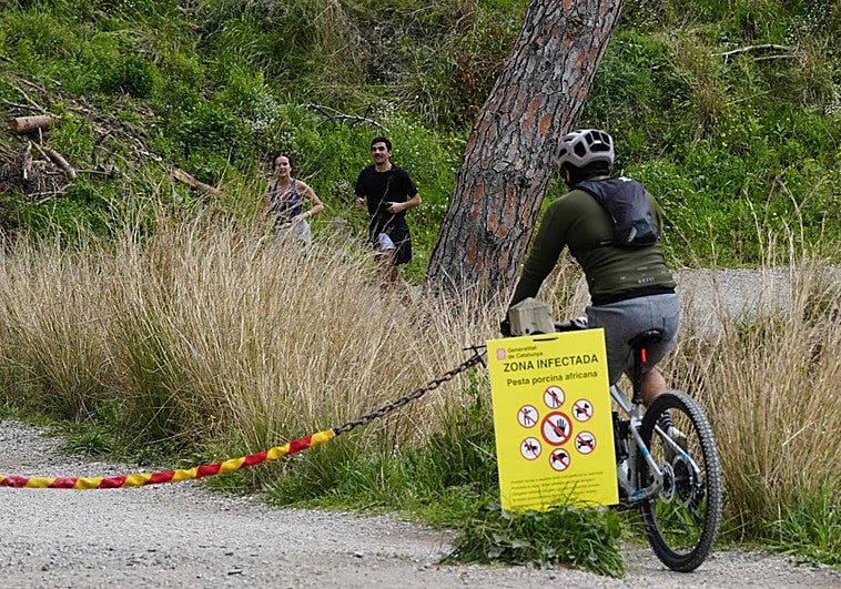 La Generalitat catalana se propone acabar con todos los jabalís de la zona de alto riesgo de peste porcina