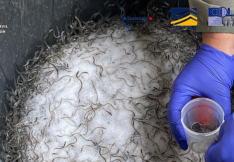 Detenidas e investigadas diez personas en Gipuzkoa y el sur de Francia por tráfico ilegal de angulas