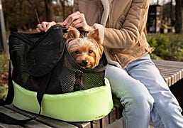 Las mejores mochilas de transporte general para mascotas en vacaciones