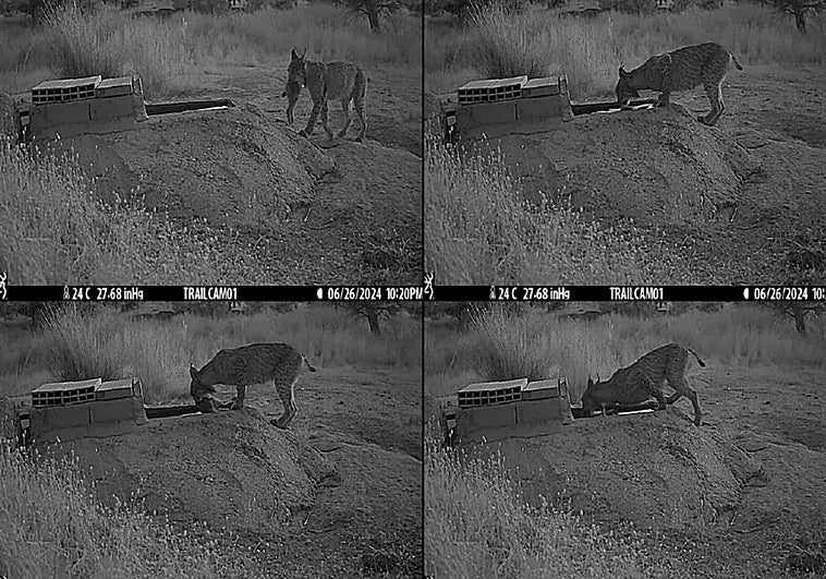 Graban a hembras de lince mientras remojan a sus presas para llevar agua a sus cachorros en Toledo
