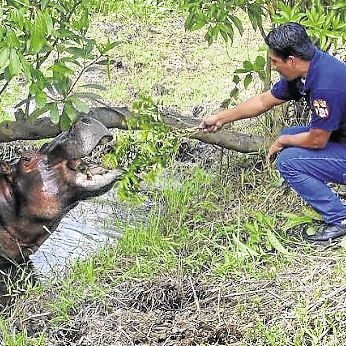 Un guarda de la Hacienda Nápoles alimenta a un hipopótamo en 2018.