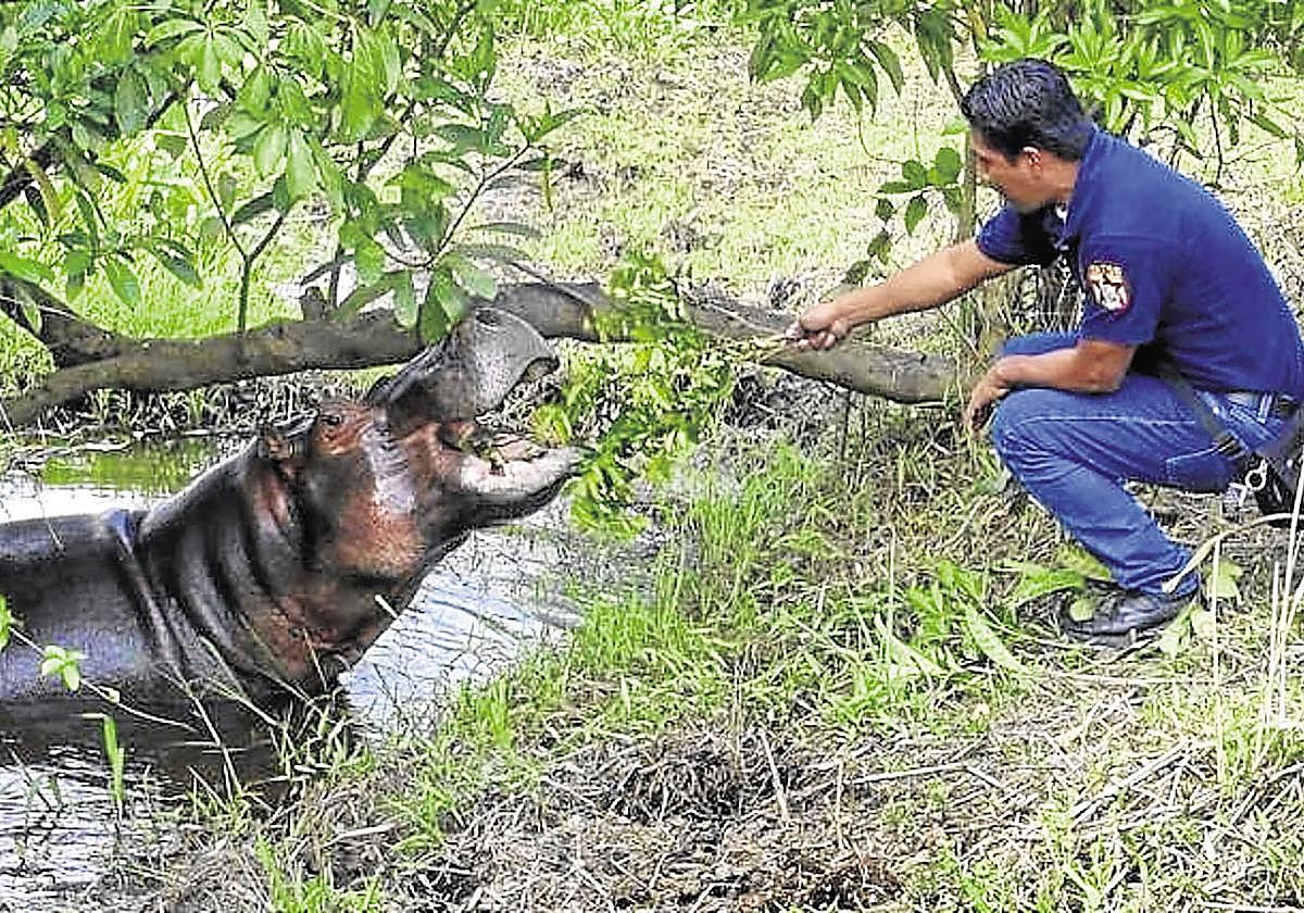 Un guarda de la Hacienda Nápoles alimenta a un hipopótamo en 2018.