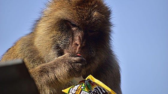 Helados, patatas fritas y barro: el extraño hábito de los macacos de Gibraltar para sobrevivir al turista