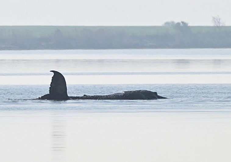 El drama en Alemania por la ballena Timmy y su rescatadora