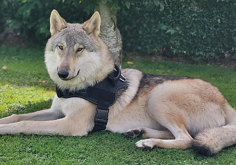 En estado muy grave una niña de 22 meses tras ser atacada por un perro en Talavera de la Reina