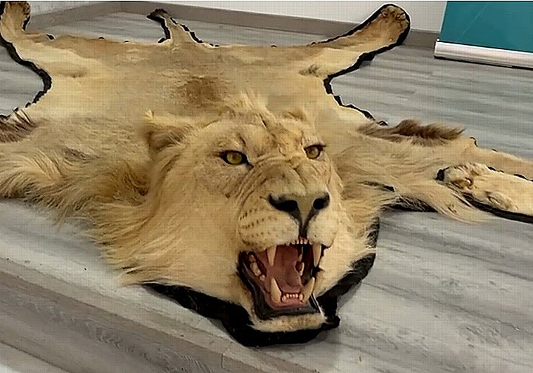 Investigan a una persona en Almería por venta online ilegal de alfombras de piel auténtica de león