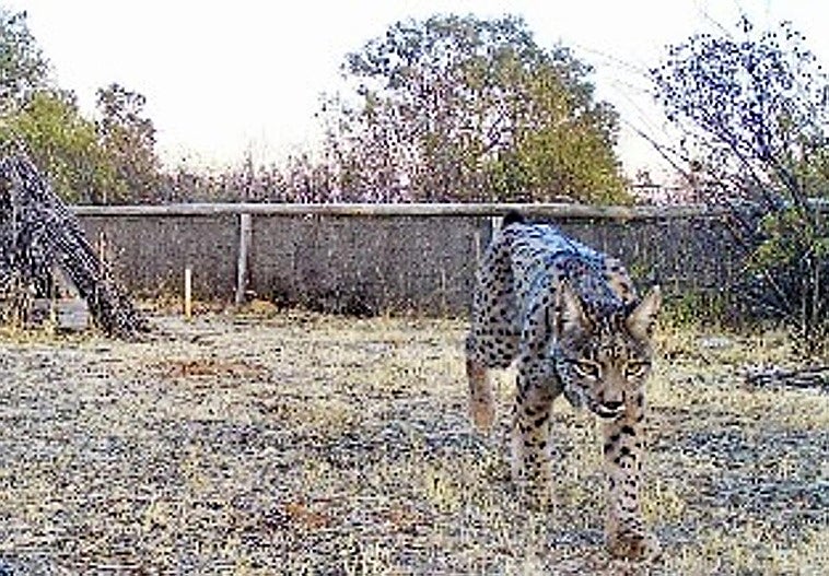Nace la primera camada de linces en el Parque Nacional de Cabañeros