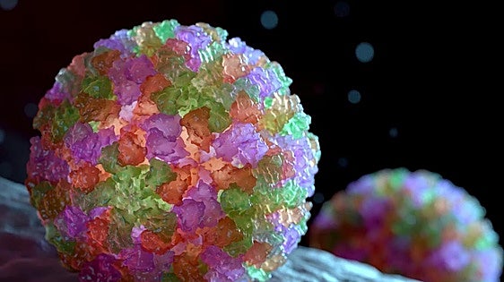 Así es el norovirus responsable del brote en el crucero de Burdeos