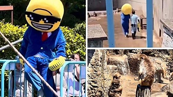 Detienen a un estadounidense por colarse disfrazado en el recinto del mono 'Punch' en Japón