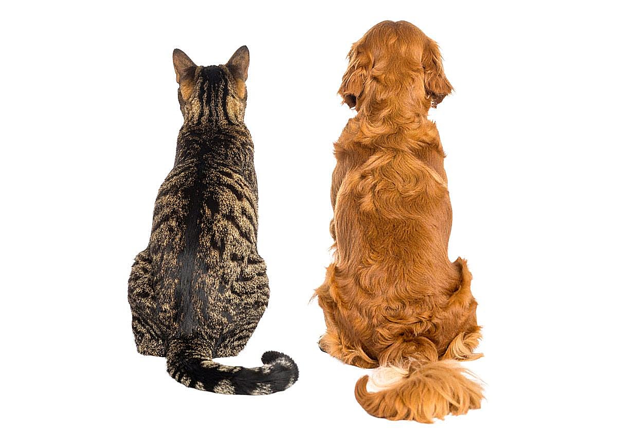 Cómo conseguir que perros y gatos hagan 'match'