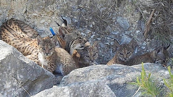 Nacen cuatro cachorros de lince ibérico en las tierras altas de Lorca