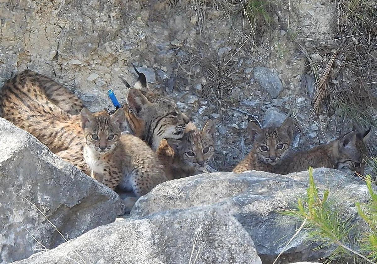 Nacen cuatro cachorros de lince ibérico en las tierras altas de Lorca