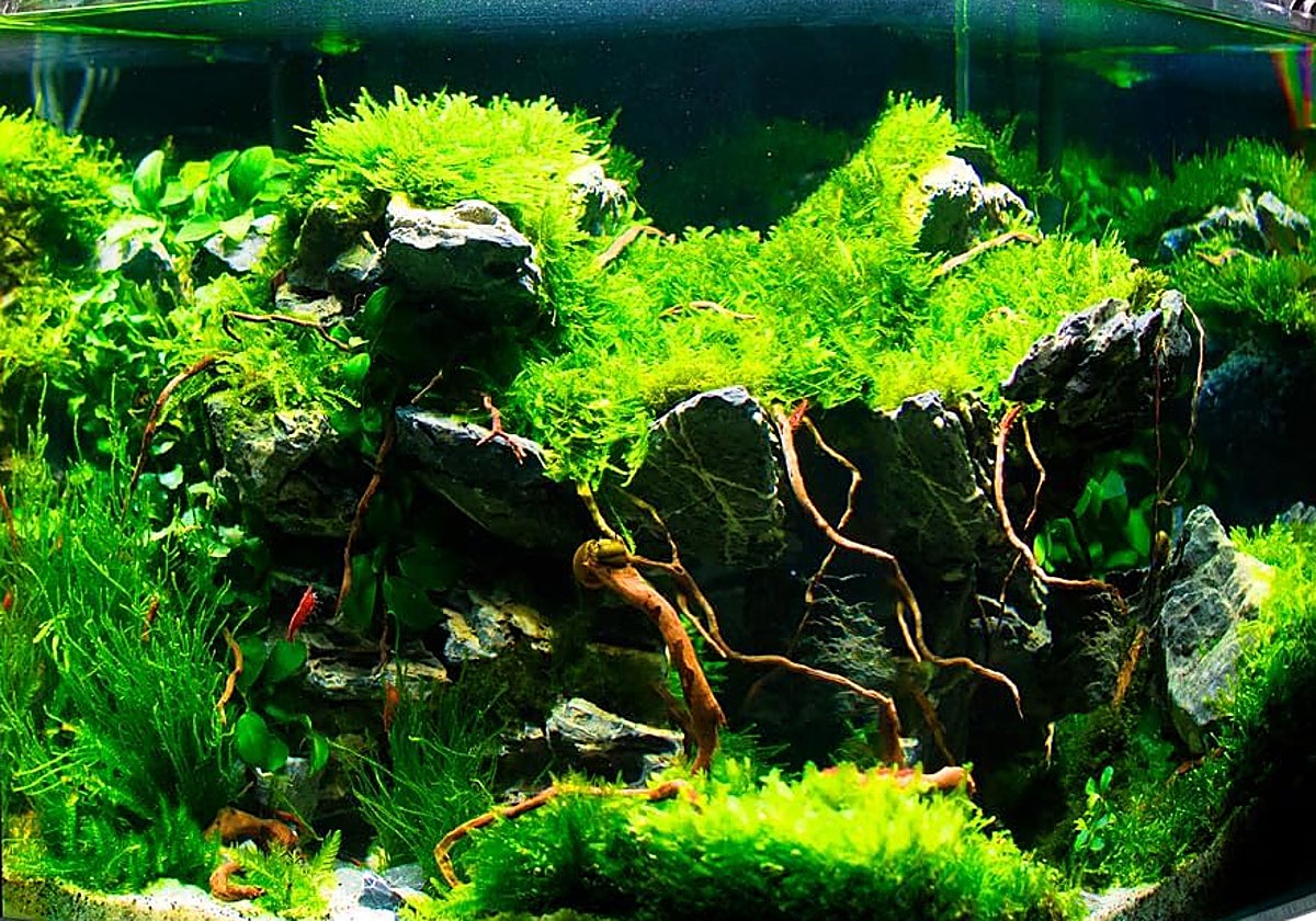 Si tienes pececillos, hazte ya con este acuario Amtra Nanotank de 60 litros