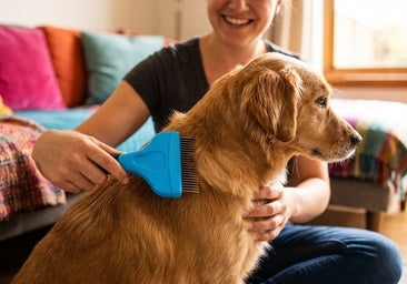 Los mejores cepillos para perros y gatos que sueltan pelo