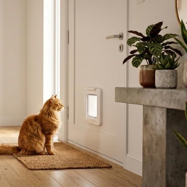 Deja que tu gato entre o salga sin riesgo con estas gateras con microchip para mascotas