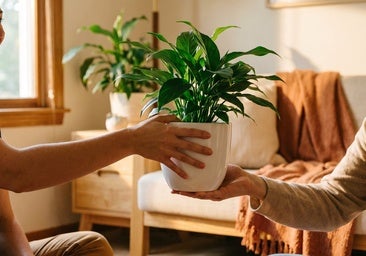 Las mejores plantas de interior fáciles de cuidar para regalar o regalarte