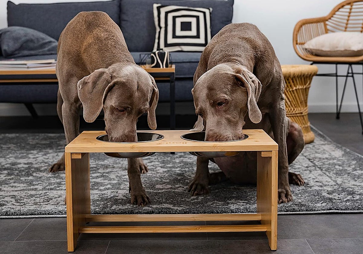 Los mejores comederos elevados para perros grandes