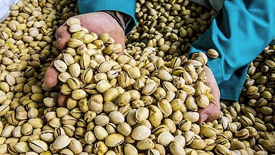España se suma a la fiebre por el pistacho: líder en Europa, quinto a nivel mundial