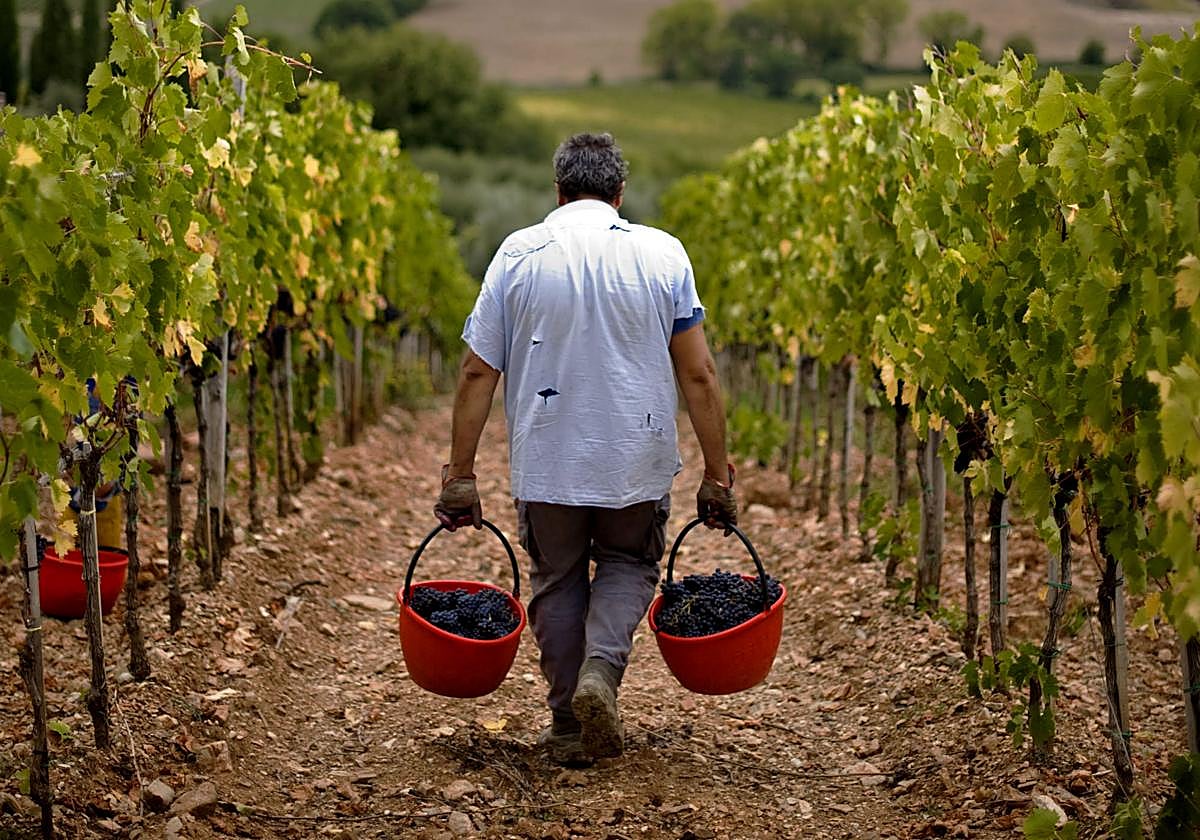 Thieves steal 30,000 bottles of wine worth €5 million in Tuscany