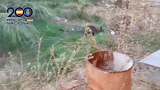 Canguros entre marihuana en una finca de Ciudad Real