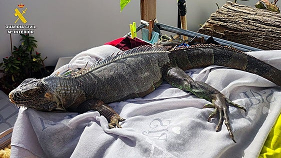 Hallan un cocodrilo durante una redada policial en un barrio de Sevilla