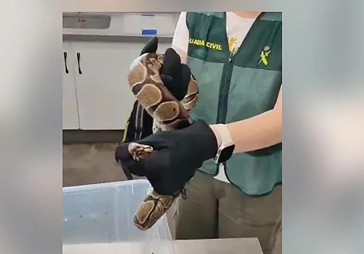 Investigados por enviar por paquetería una serpiente pitón bola y una culebra real de California
