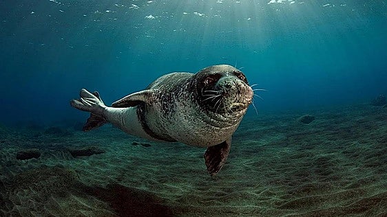 El regreso de la foca monje
