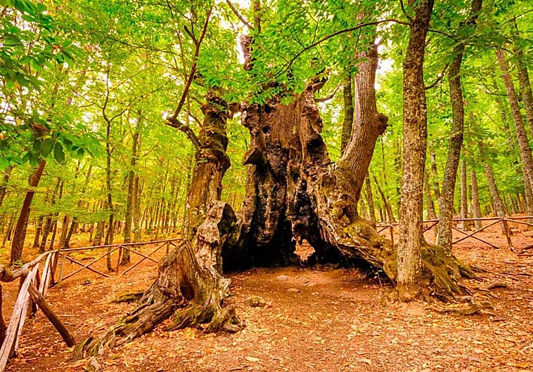 Imagen principal - Arriba, 'El abuelo', el castaño de más de 500 años de El Tiemblo, acompañado de imágenes del bosque de unas 130 hectáreas.