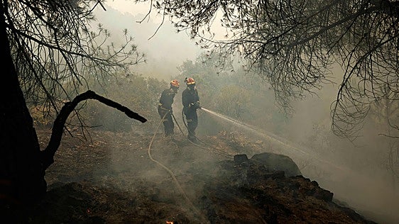 Los selvicultores reclaman un pacto de Estado para poner los bosques en el centro de la política española
