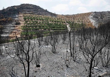 El rastro del incendio en Vilavella