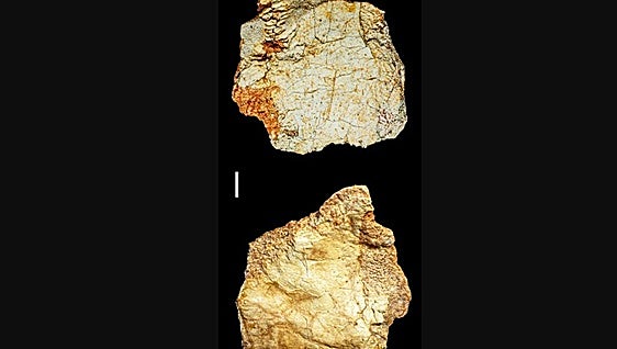Descubren en Ciudad Real un fósil craneal de un homínido de más de 200.000 años
