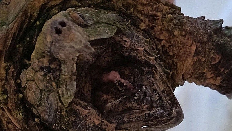 Una tortuga aligátor en Almansa