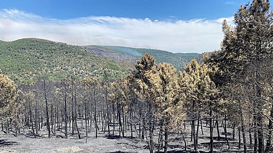Extinguido el incendio de Guadalajara casi dos meses después de su inicio