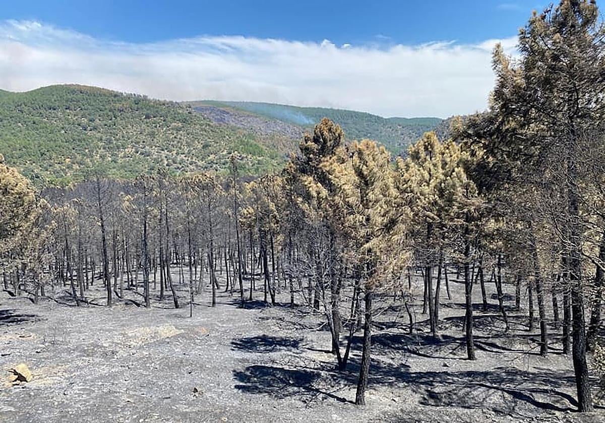Extinguido el incendio de Guadalajara casi dos meses después de su inicio