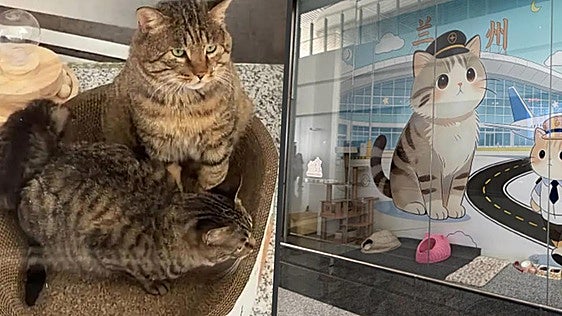 Un aeropuerto de China adopta y 'contrata' a tres gatos callejeros